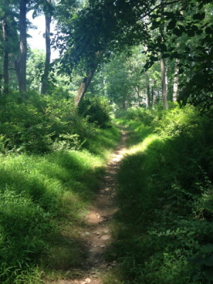 Going for a hike is not only great exercise, it is also a wonderful way to release stress!