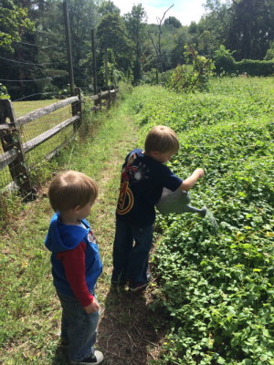 Fosterfields Living Historical Farm offers opportunities for kids to learn about daily work on a farm!