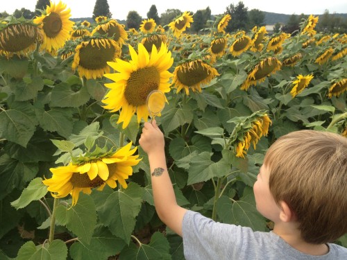 Tyler loved looking for all the pollinators!