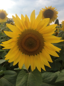 The flowers grow in spirals to pack in the most seeds in a small area! What an efficient flower!