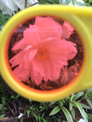It's so fun to see what color flowers will change into when looking at them through a colored lens!