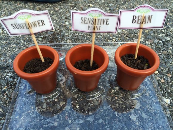 The small size of the pots provided makes it easier for young children to truly investigate and learn about their growing plants.