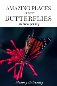 NJ Butterflies