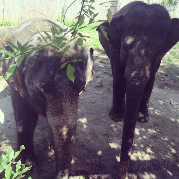 Audubon Elephants