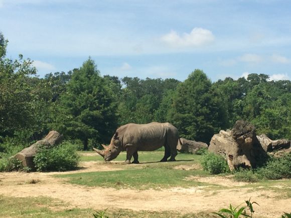 Audubon Rhino