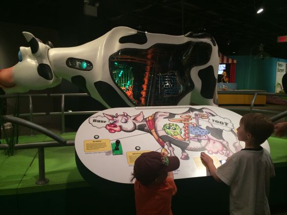 Grossology Cow