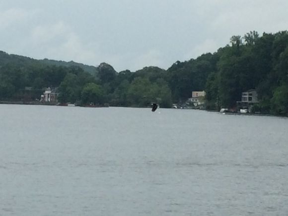What better day to see a Bald Eagle than on the 4th of July?
