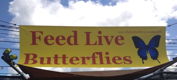 NJ State Fair Butterflies