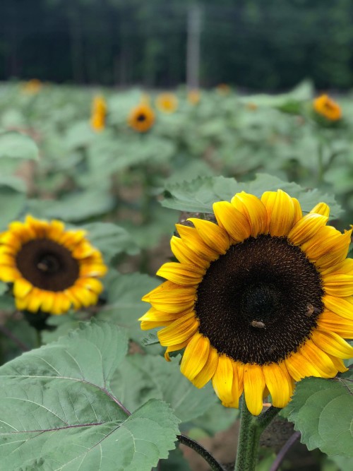 Happy Day Farm Sunflowers