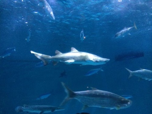 My son was so excited to finally see a shark!