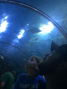 We were in awe when we looked up and saw all the amazing sea creatures!