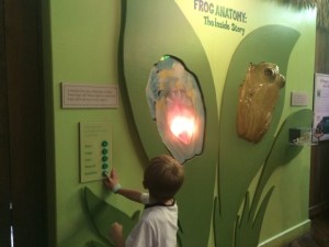 Audubon Frog Anatomy Exhibit