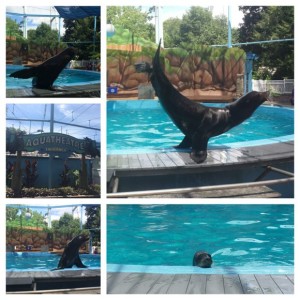 Hersheypark Aquatic Show