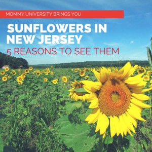5 Reasons to See Sunflowers
