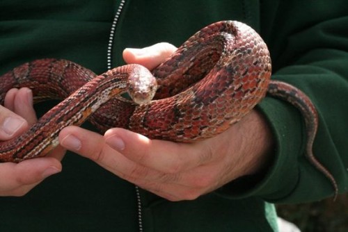 Bergen County Zoo Snake