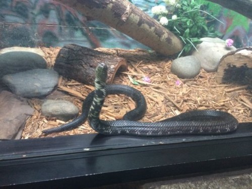 Cape May County Zoo Snake