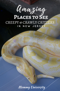 Amazing Places to See Creepy & Crawly Critter in New Jersey