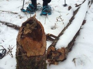 On the Beaver Snowshoe Trek, I was able to see firsthand what a beaver can do!