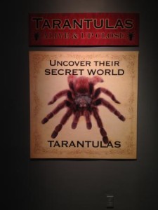 Tarantulas