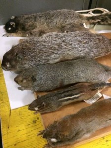 Academy Squirrel Specimens