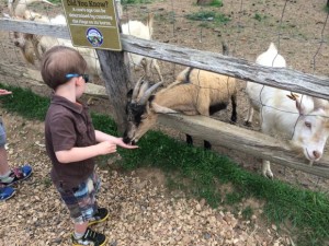 Feeding Animals at Alstede Farms