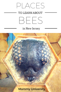 Bees in NJ