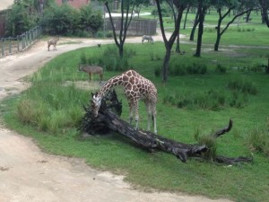 There is so much to do see, do and explore at Animal Kingdom Lodge!