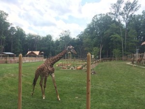 Giraffes at the Zoo