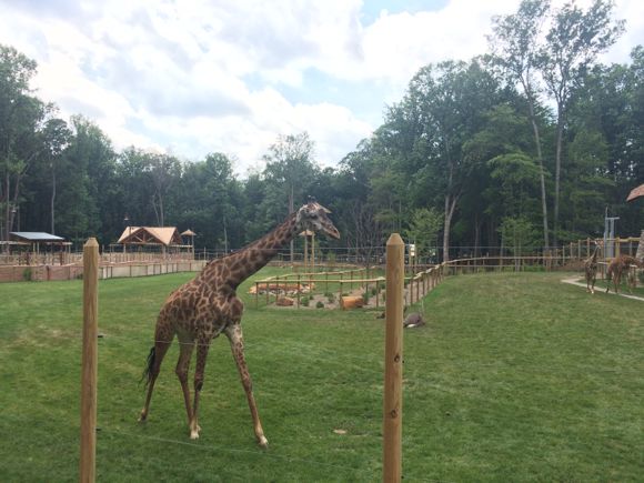 Giraffe at the Turtle Back Zoo – New Jersey is the Best