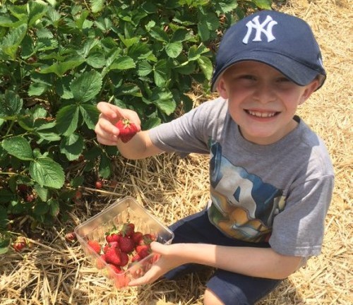 Strawberry Picking