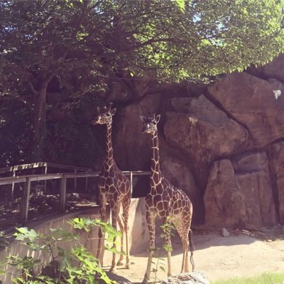 giraffes-at-philly-zoo