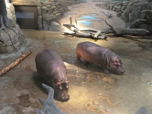 hippos-at-adventure-aquarium