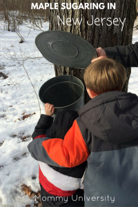 maple-sugaring-in-nj