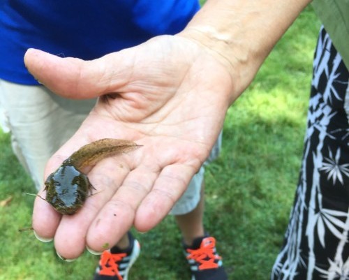 Essex County Environmental Center