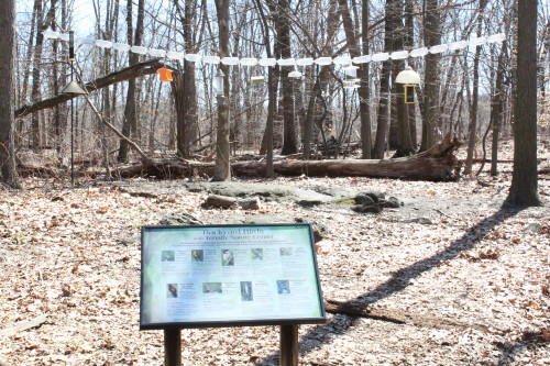 Backyard Birds at Tenafly Nature Center