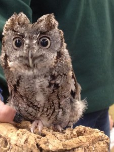 Turtle Back Zoo owl