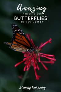 Amazing Butterflies in New Jersey