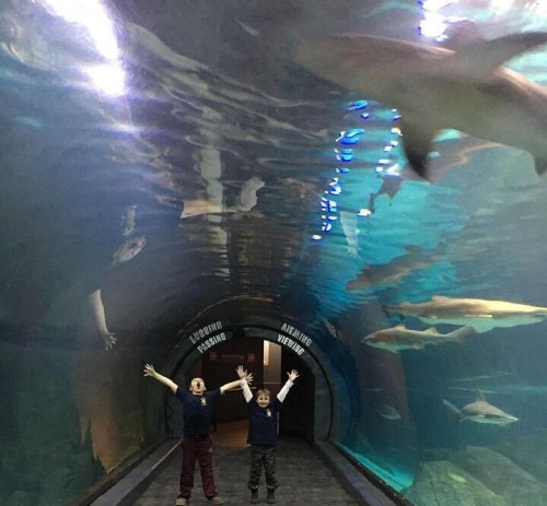 Shark Summer is back at the Camden Adventure Aquarium in 2023