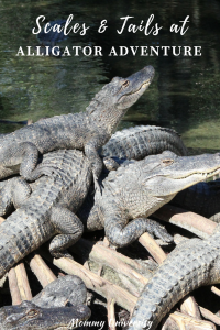 Alligator Adventure in Myrtle Beach