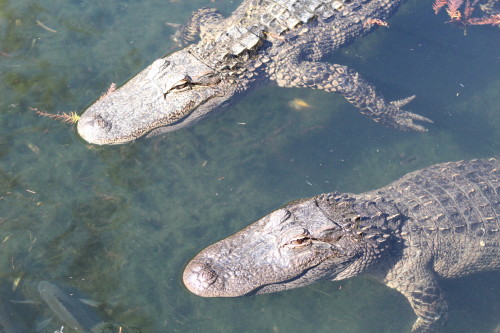 Alligator Adventure in Myrtle Beach