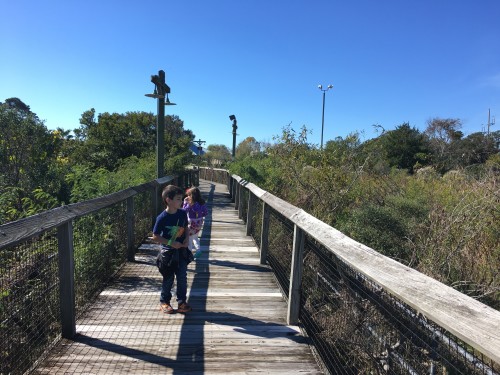 Alligator Adventure in Myrtle Beach