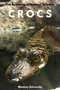 C R O C S at The Academy of Natural Sciences