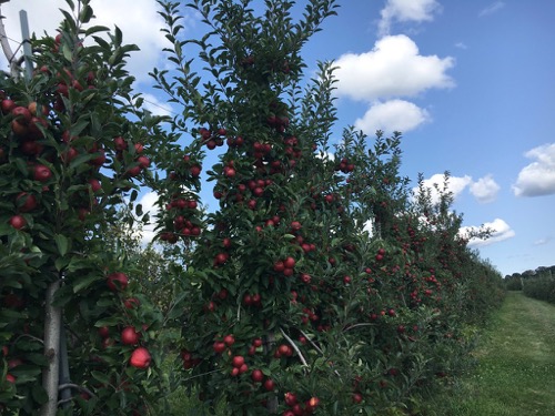 Apple Picking at Alstede Farms