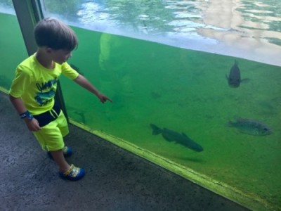 Fish at ZooAmerica