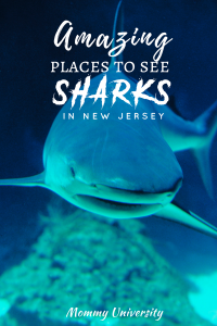 Amazing Places to See Sharks in New Jersey