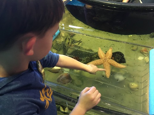 Touch Tank at LSC