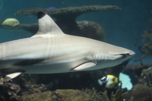 National Aquarium in Baltimore, Maryland