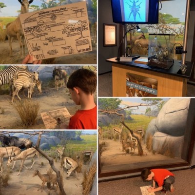 Serengeti Hunt at Night in the Museum