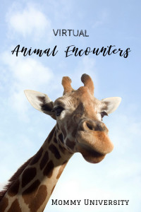 Virtual Animal Encounters