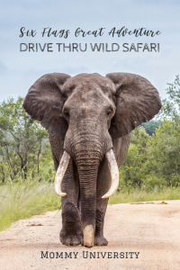 Six Flags Great Adventure Brings Back Drive Thru Wild Safari